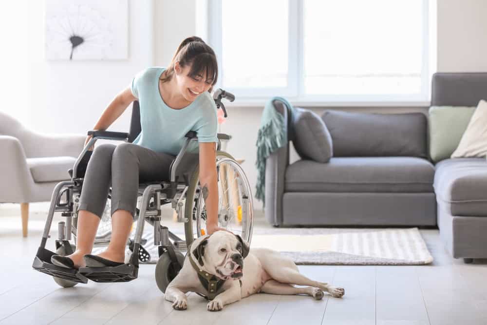 service training for dogs in michigan