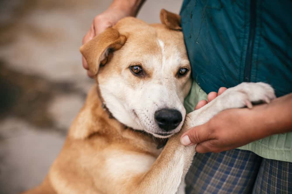 psychiatric service dog in colorado