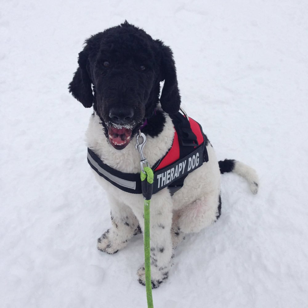 autism service dog