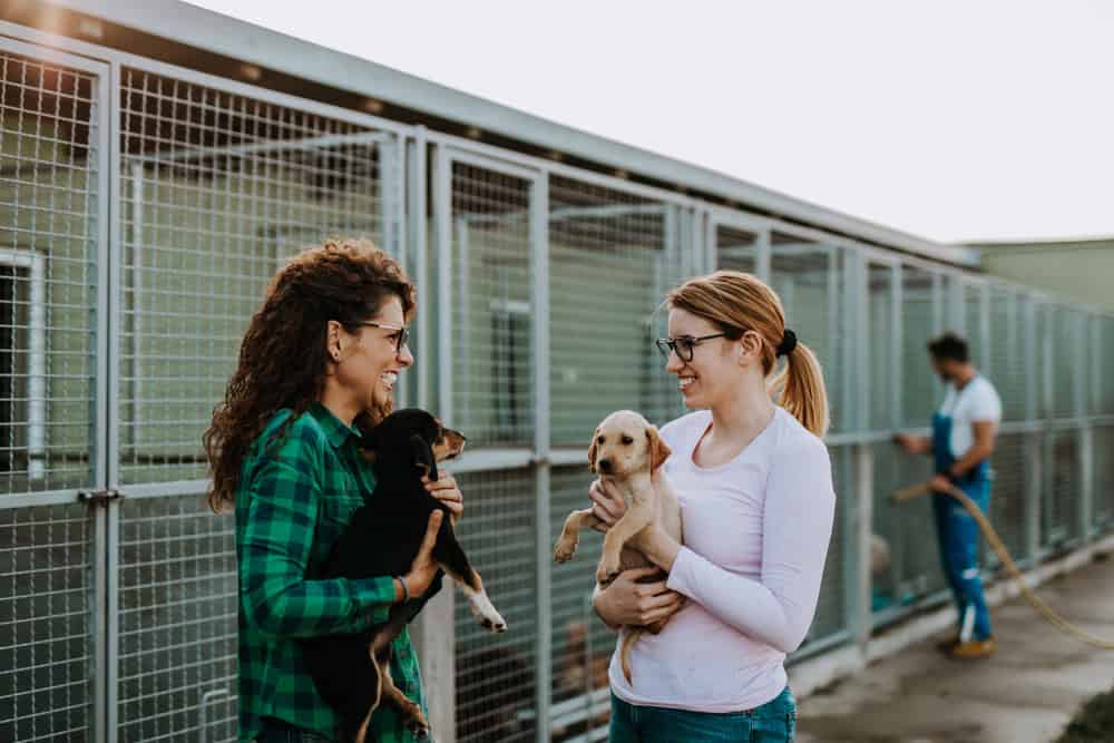 service dog training in MA