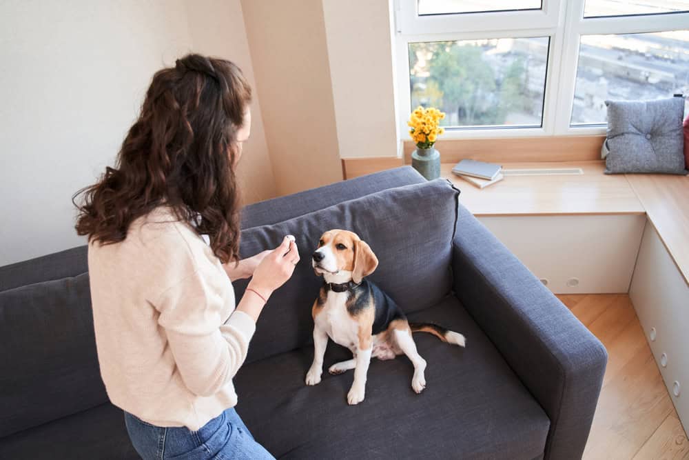 OCD service dog training