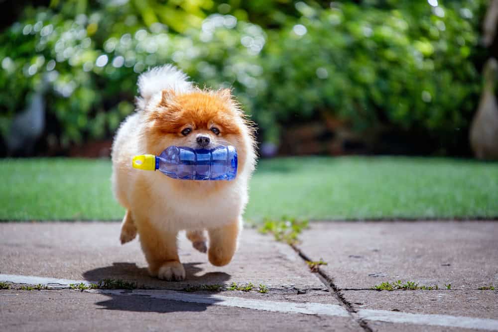 service dog used in psychiatry in Florida