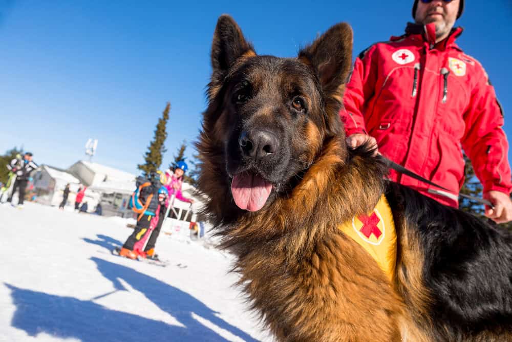 psychiatric service dog California