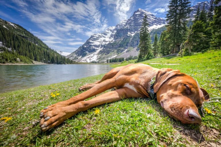 Sleeping dog on grass with snow-capped mountain in view.
