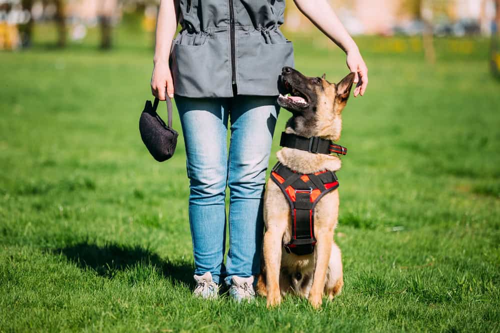 dogs used as psychiatric service dog in California