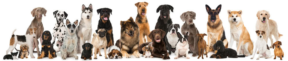 bipolar service dog breeds