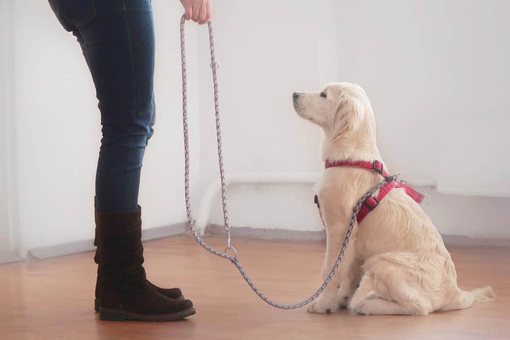 training service dog in Orlando