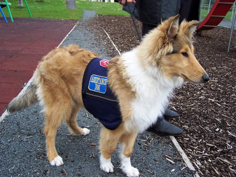 service dog helping with autism