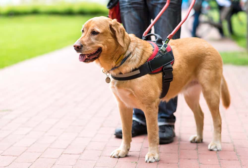 service dog training ma