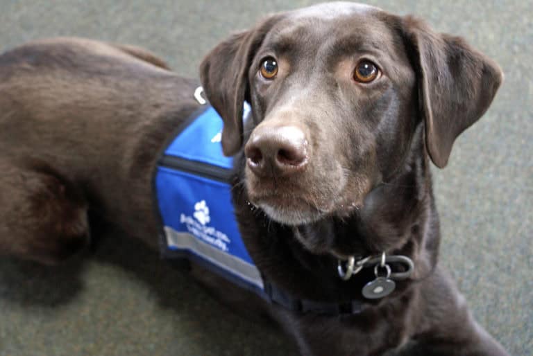 Black dog with a blue vest, relaxed on the floor.