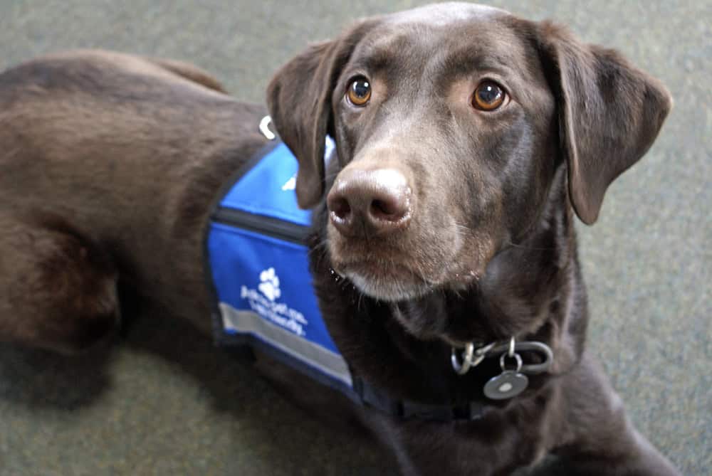 service dog for anxiety