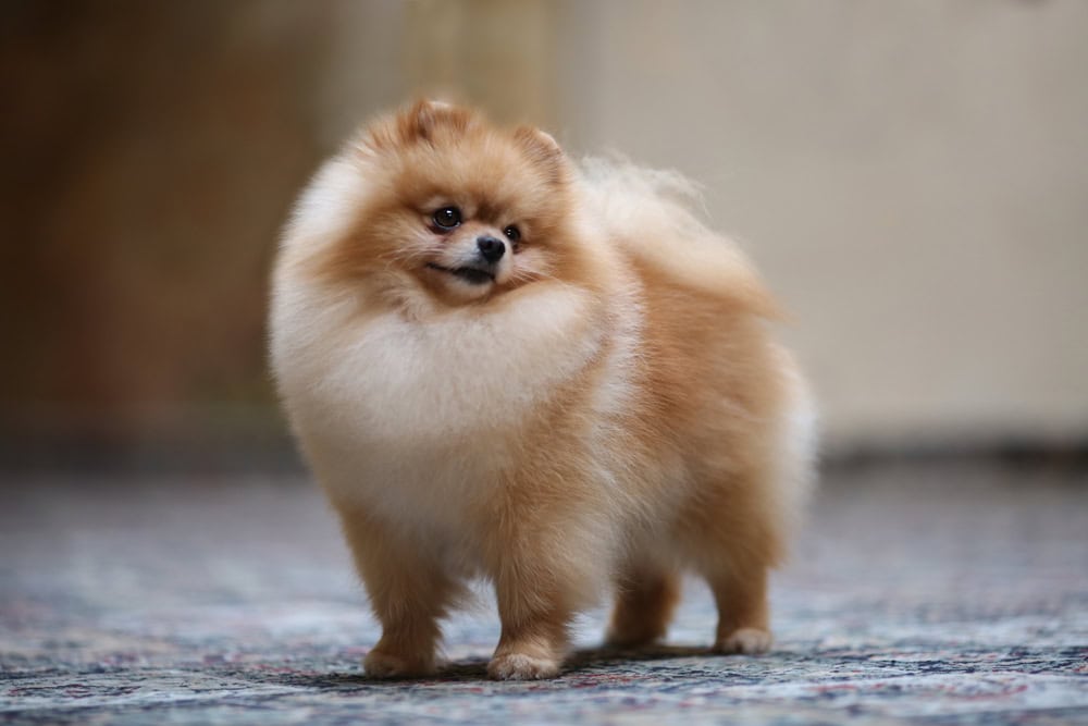 pomeranian service dog breeds