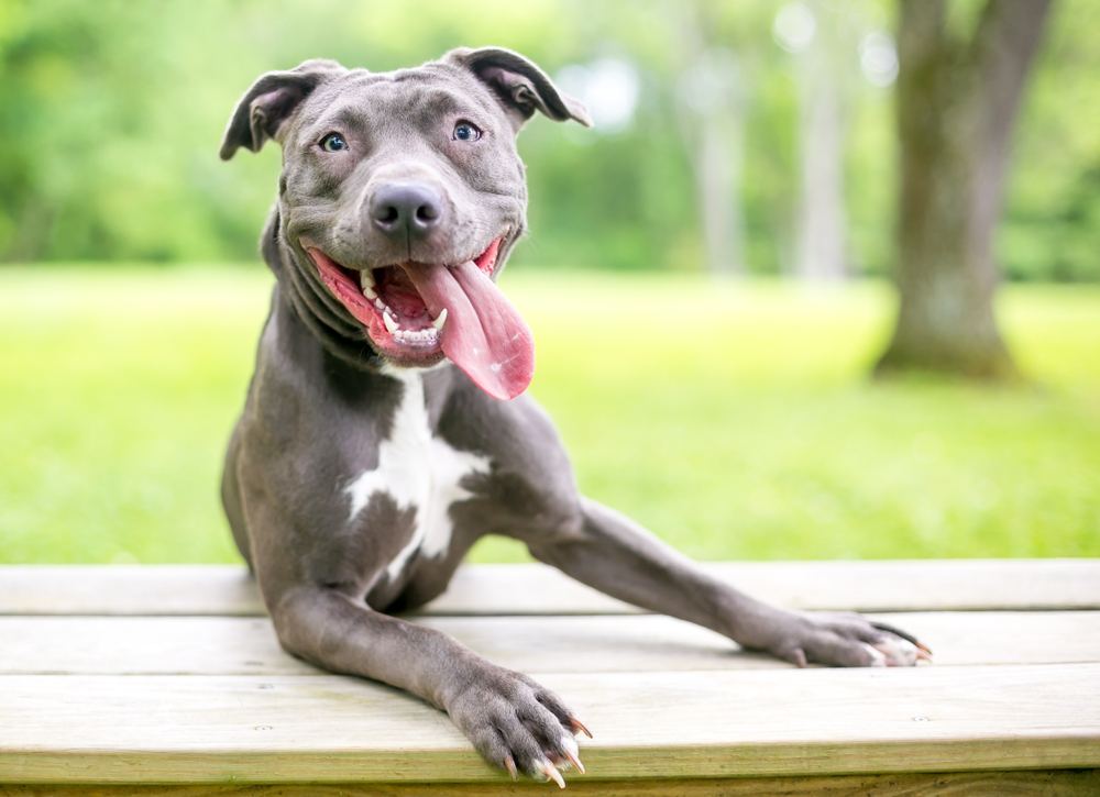 pitbull service dog adoption