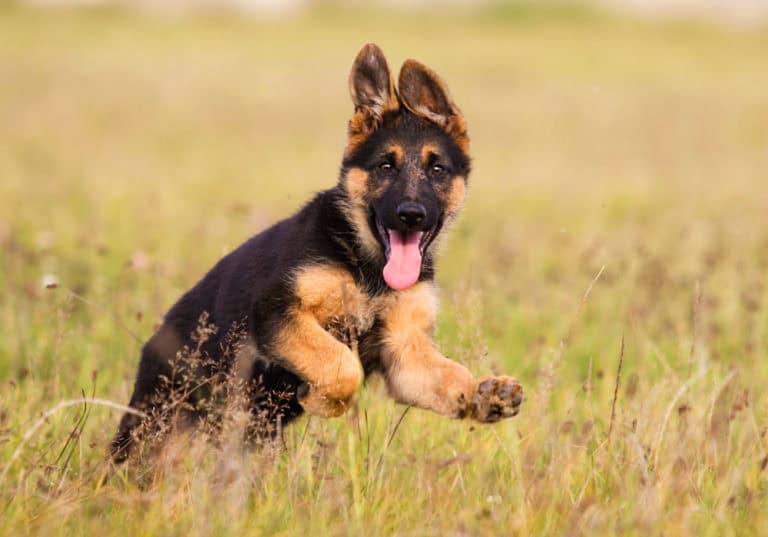 German Shepherd playing in grassy field