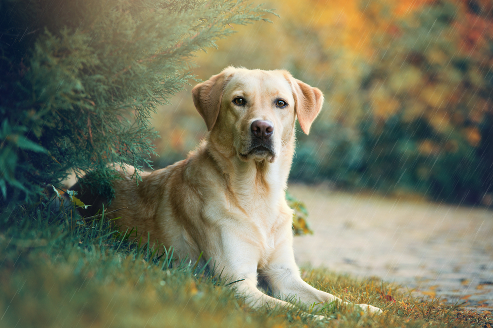 labrador retriever service dog breeds