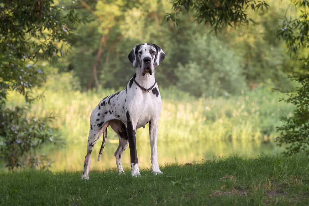 great dane service dog breeds