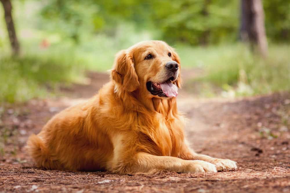 golden retriever service dog