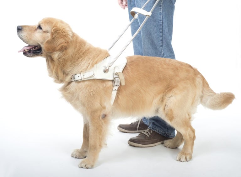 A dog wearing a counterbalance harness to help their owner walk