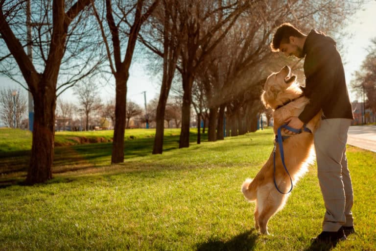A dog standing close to its owner.