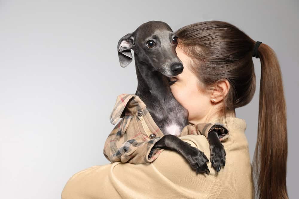 greyhound as service dog