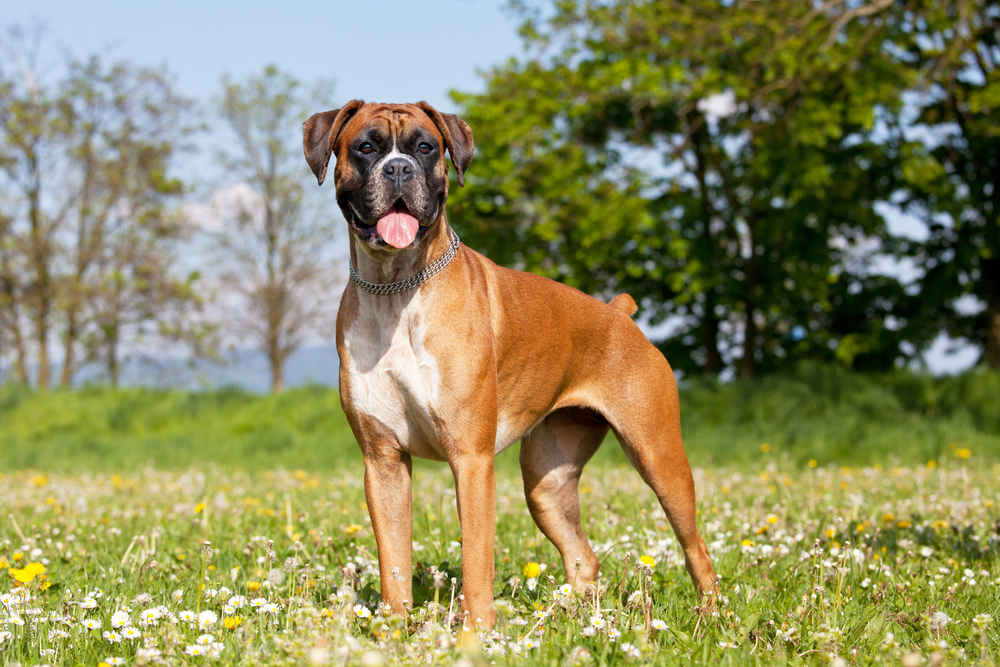 boxer service dog breeds