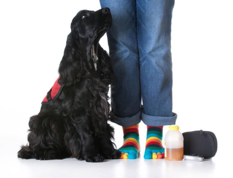 Black dog sitting by the feet of its owner.