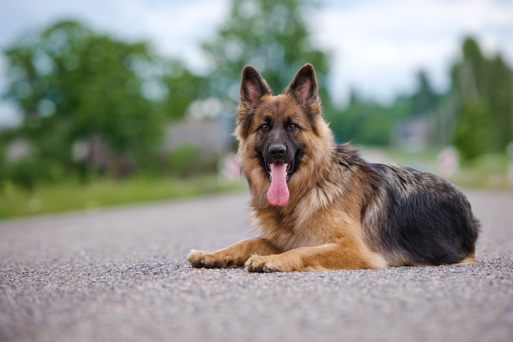 german shepherd service dog adoption