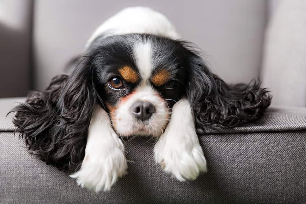 cavalier king charles spaniel service dog breeds