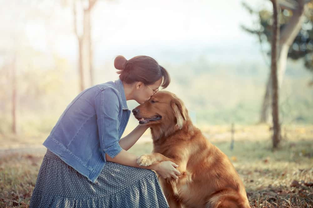 golden retriever as service dog