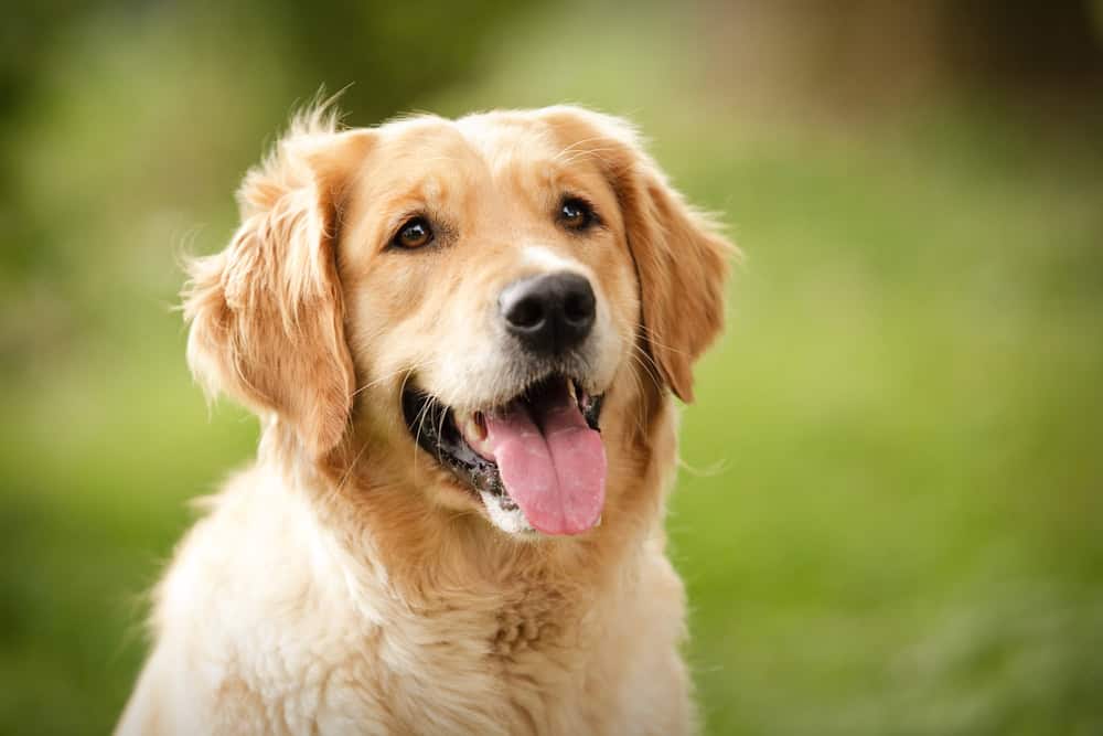 service dog golden retriever