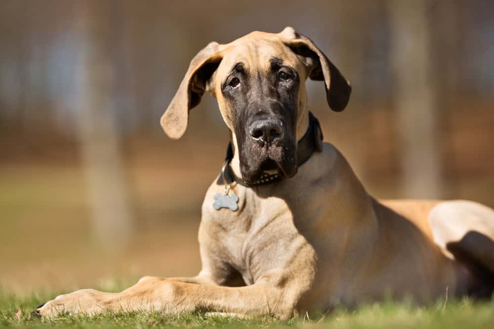 great dane as service dog