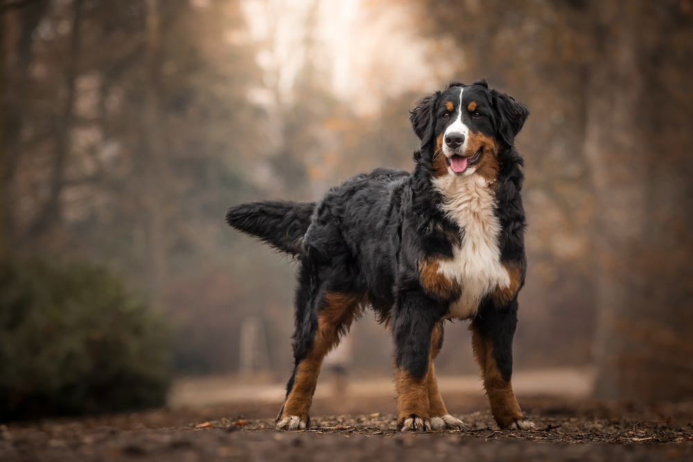 bernese mountain dog service dog breeds