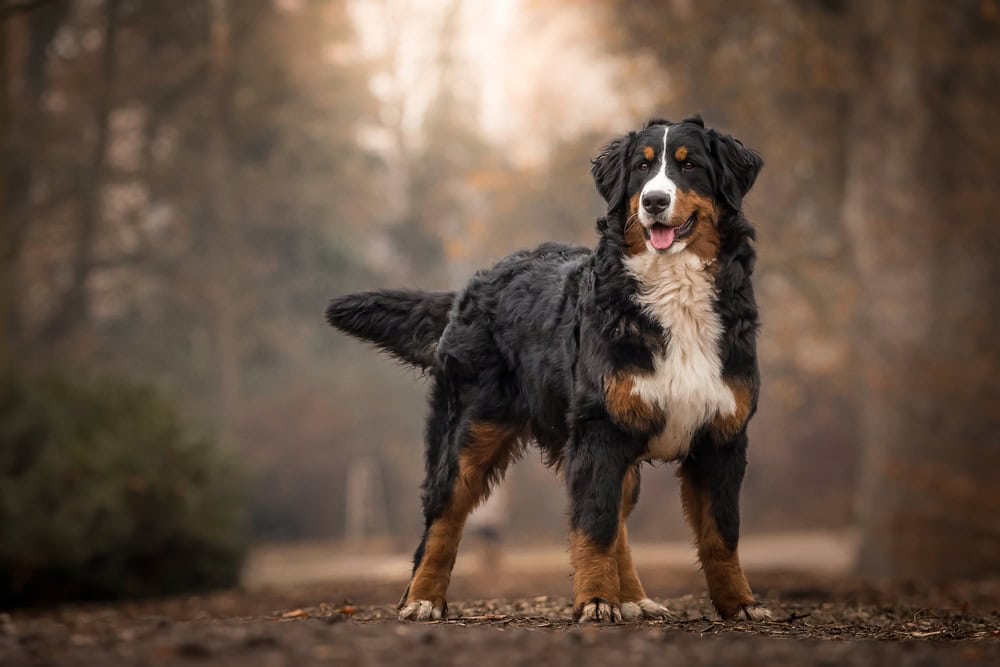 bernese mountain dog service dog breeds