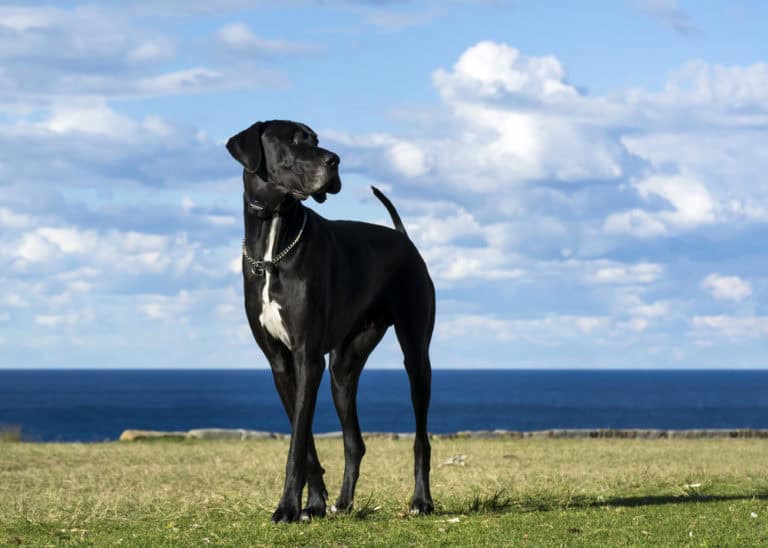 Great Dane standing among green grass.