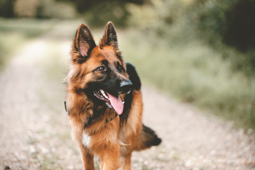 german shepherd service dog breeds