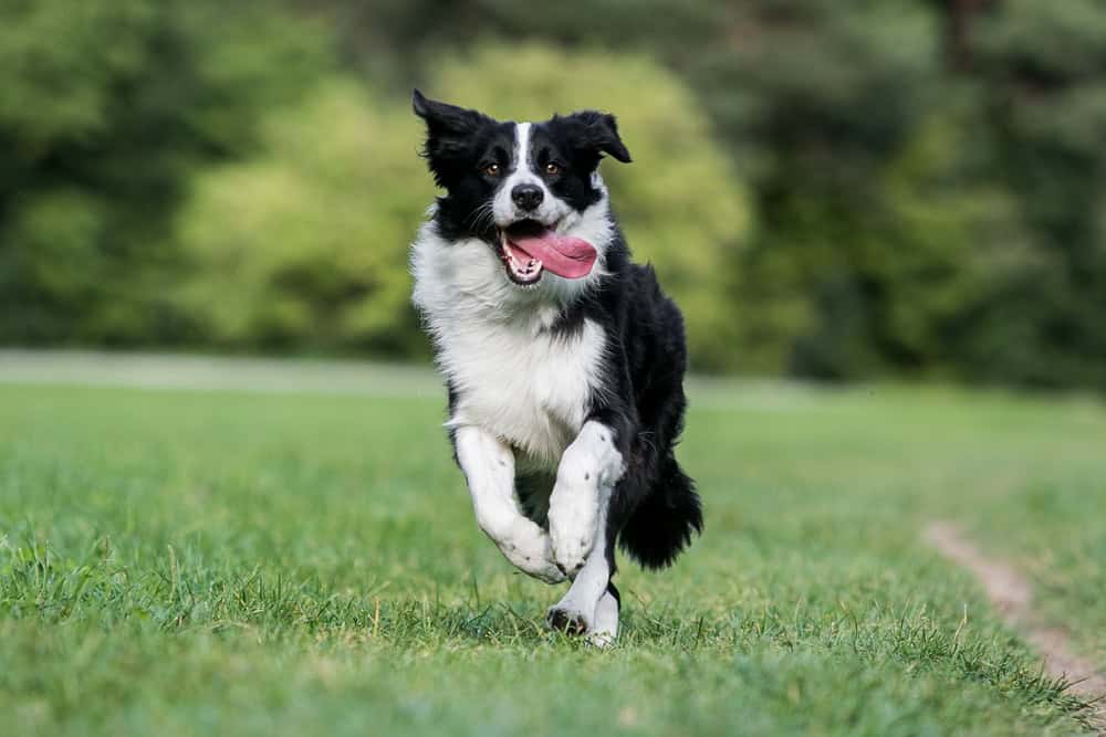 border collie service dog breeds