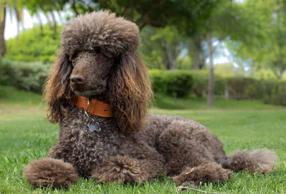 poodle service dog breeds