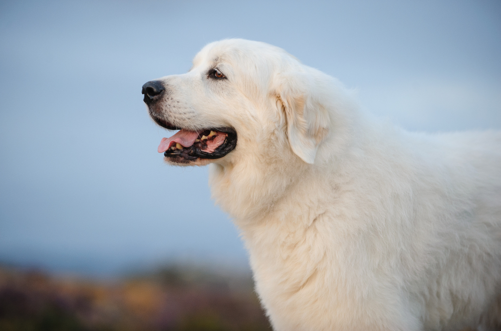 great pyrenees service dog