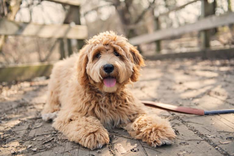 Goldendoodle lying down, enjoying a break from walking