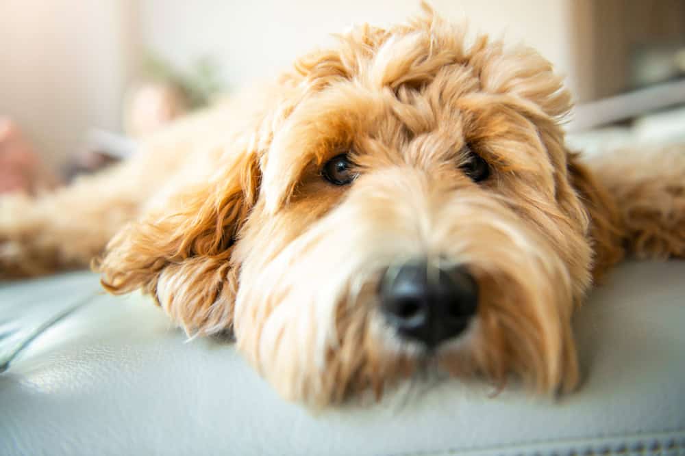 adopting goldendoodle service dog