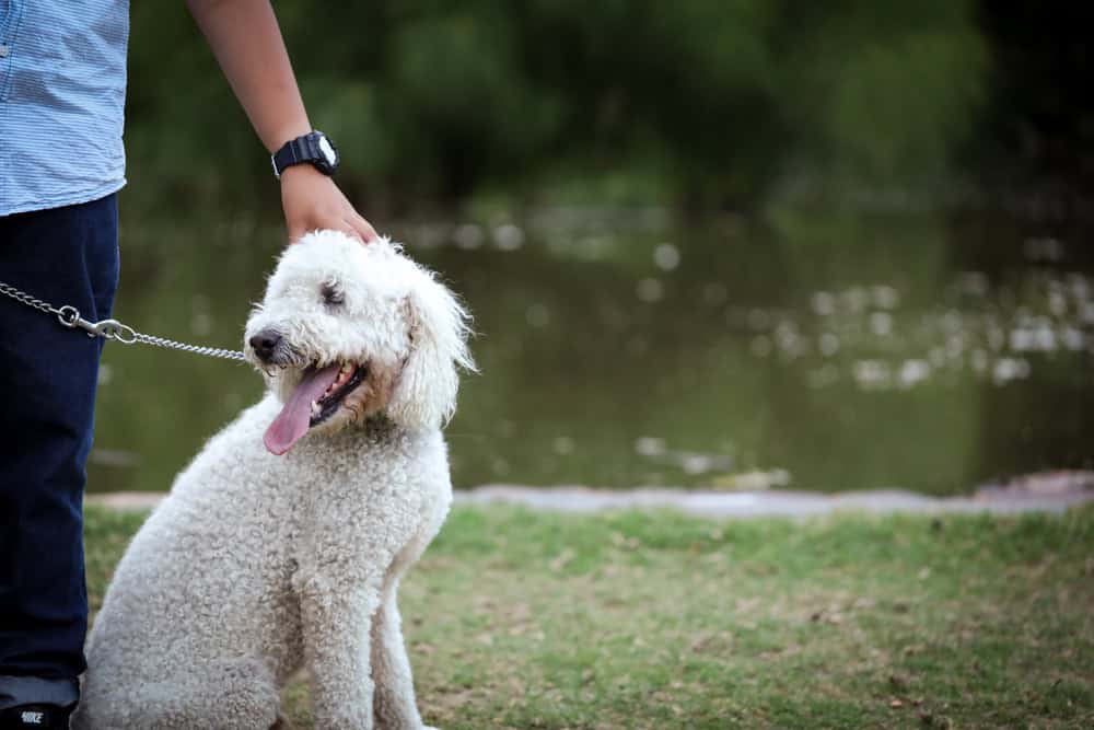 service dog goldendoodle