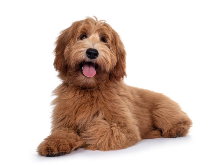 Charming labradoodle posing with its tongue out.