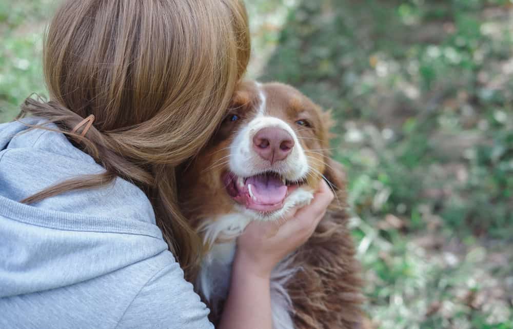 service dog australian shepherd