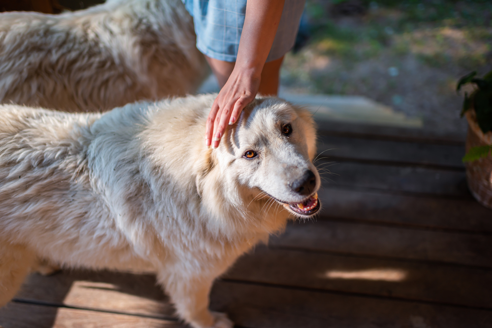 how to get a great pyrenees service dog