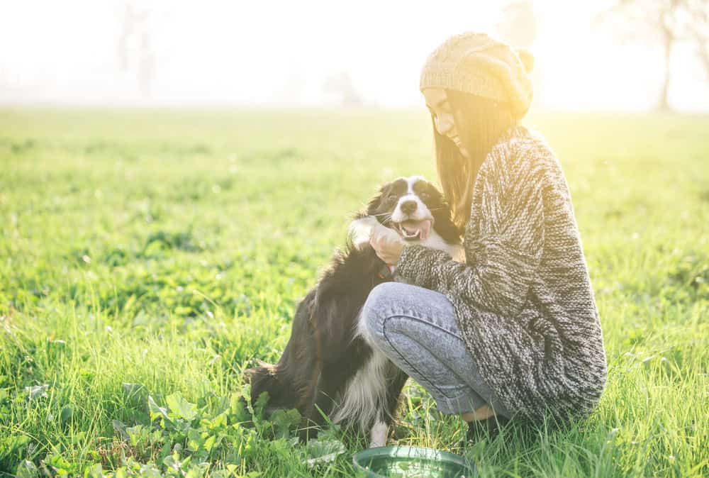 how to get a border collie service dog