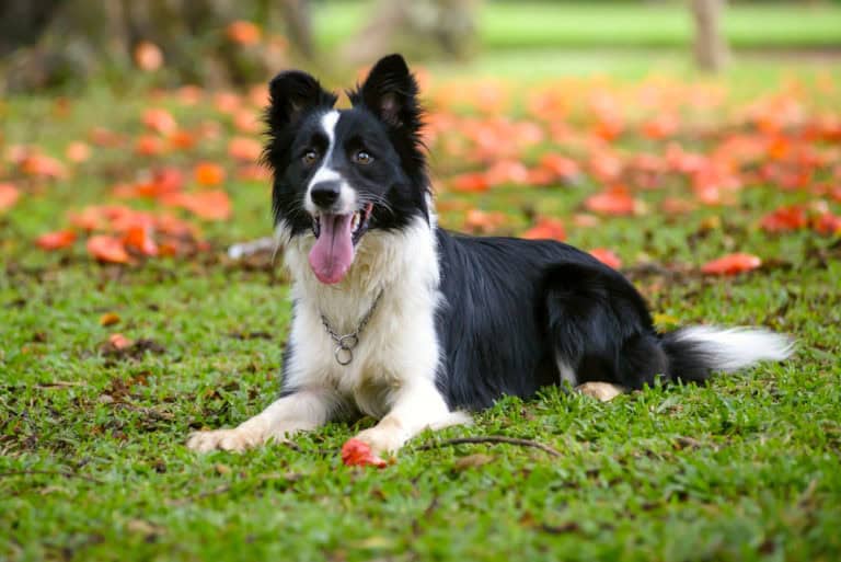 Border collie lounging on green grass