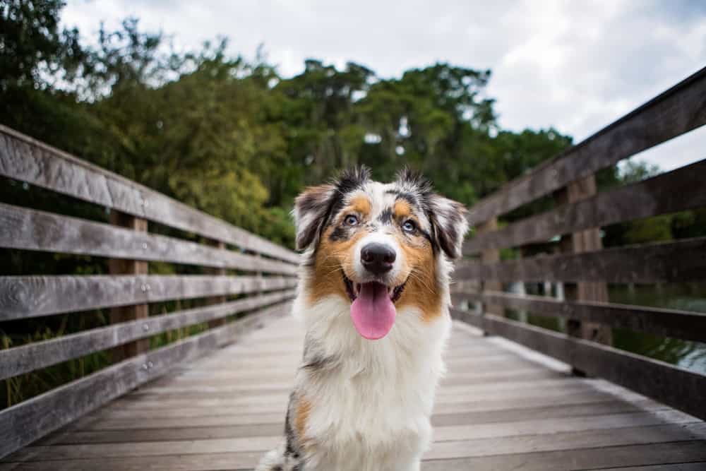 Australian shepherd emotional support dog 2025