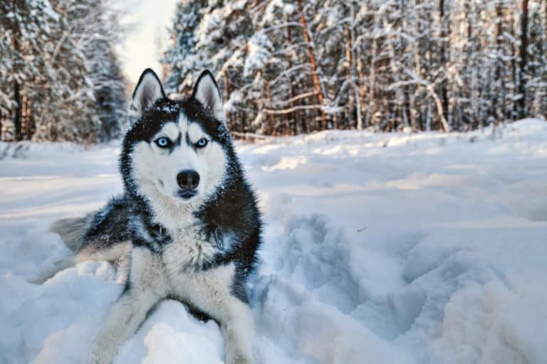 Husky resting on a snowy landscape.