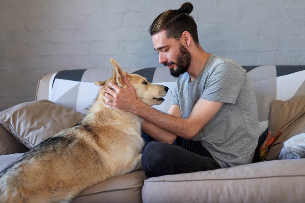 comfort animals are commonly prescribed to those with a mental illness