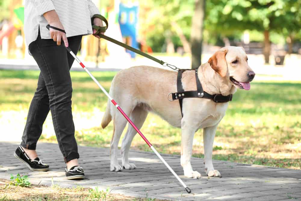How to Get a Legitimate Emotional Support Animal (or ESA Letter) How to Get a Legitimate Emotional Support Animal (or ESA Letter)
